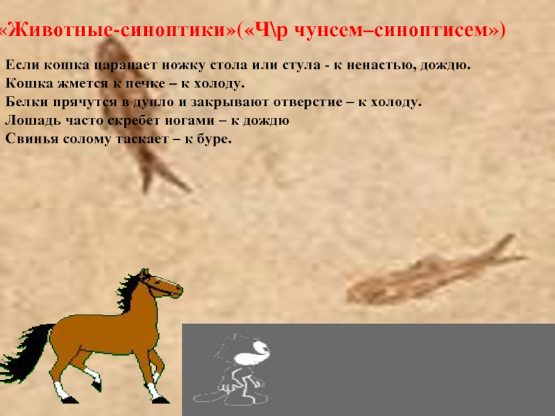 &laquo;Животные-синоптики&raquo;(&laquo;Ч\р чунсем–синоптисем&raquo;)Если кошка царапает ножку стола или стула -