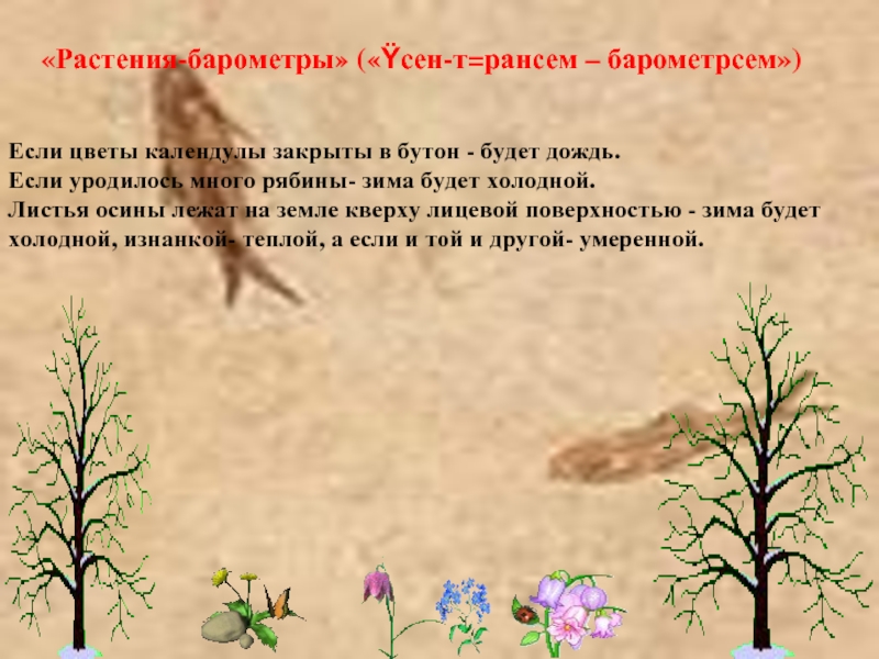 &laquo;Растения-барометры&raquo; (&laquo;Ÿсен-т=рансем – барометрсем&raquo;)Если цветы календулы закрыты в бутон