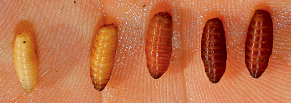 Для рыбалки можно использовать как опарыши, так и их куколки