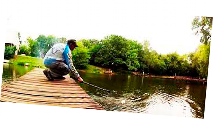 Рыбы разнообразие.