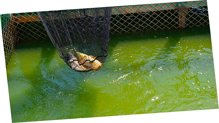 Ловля рыбы.