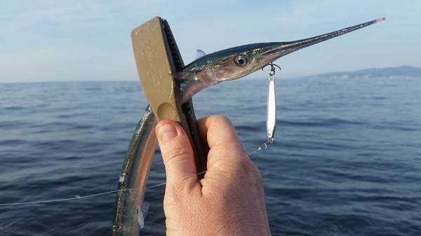 Рыба сарган черноморский: характеристика, поведение, способы ловли