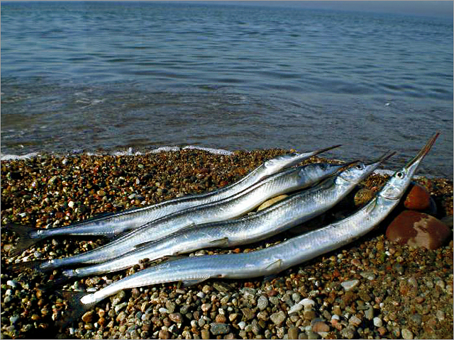 Рыба сарган черноморский: характеристика, поведение, способы ловли