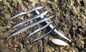 Рыба сарган черноморский: характеристика, поведение, способы ловли