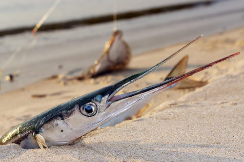 Рыба сарган черноморский: характеристика, поведение, способы ловли