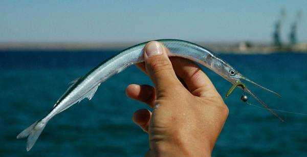 Рыба сарган черноморский: характеристика, поведение, способы ловли