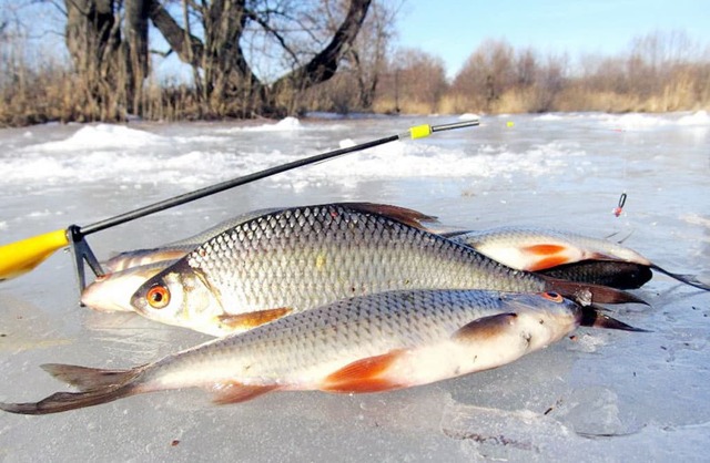 Рыбалка в глухозимье – поведение рыбы и как её ловить