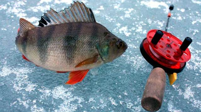 Рыбалка в глухозимье – поведение рыбы и как её ловить