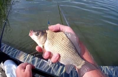 Рыбалка на карася - Как выглядит рыба