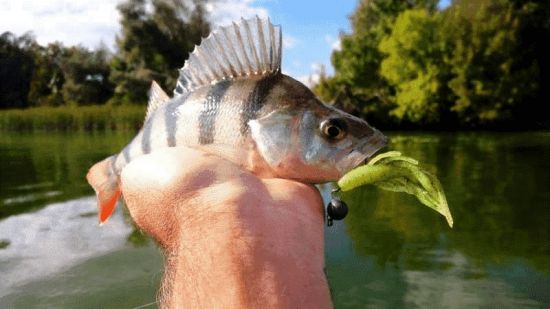 Некрупный окунь