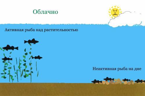 рыба в разную погоду