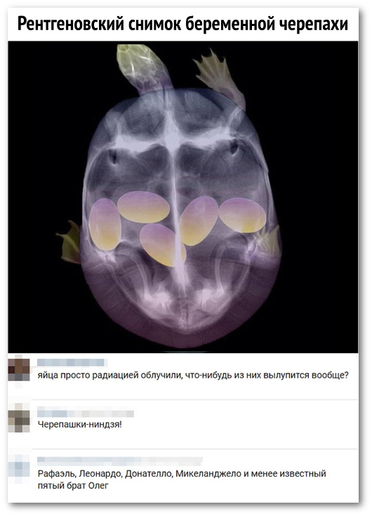 изображение: Рентгеновский снимок беременной черепахи. - Яйца просто радиацией облучили, что-нибудь ихз них вылупится вообще? - Черепашки-ниндзя! Рафаэль, Леонардо, Донателло, Микеланджело и менее известный пятый брат Олег #Прикол