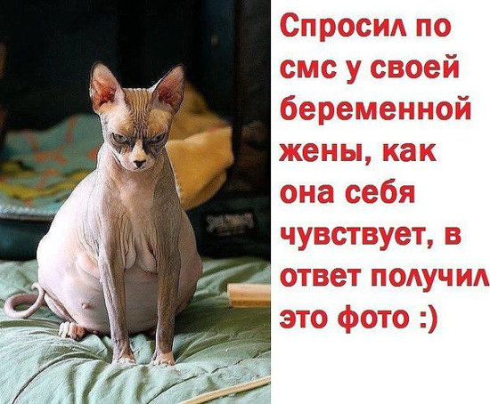 изображение: Спросил про СМС у своей беременной жены, как она себя чувствует, в ответ получил это фото. =) #Котоматрицы