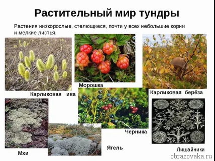 Таблица &ldquo;Климат, животные и растения природных зон&rdquo;