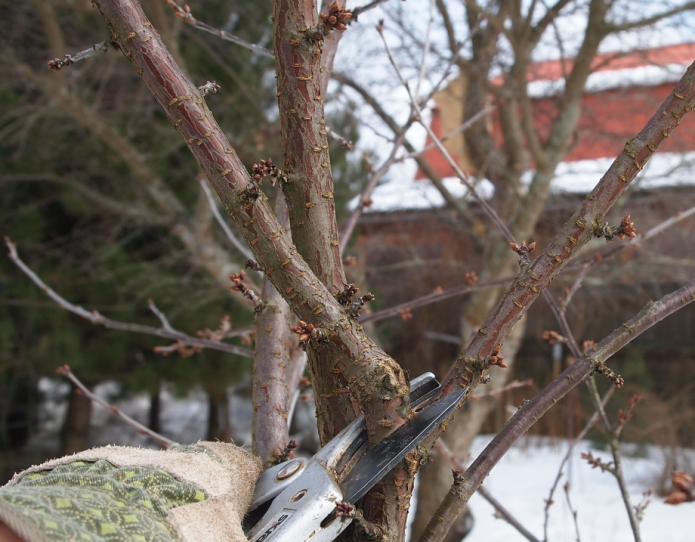 Омолаживание сада