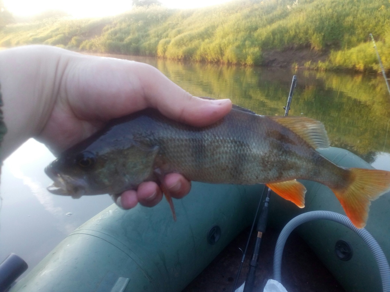Трофейные выходные: где в Кировской области поймать 7-килограммовую щуку? Еженедельный отчёт с кировских водоёмов