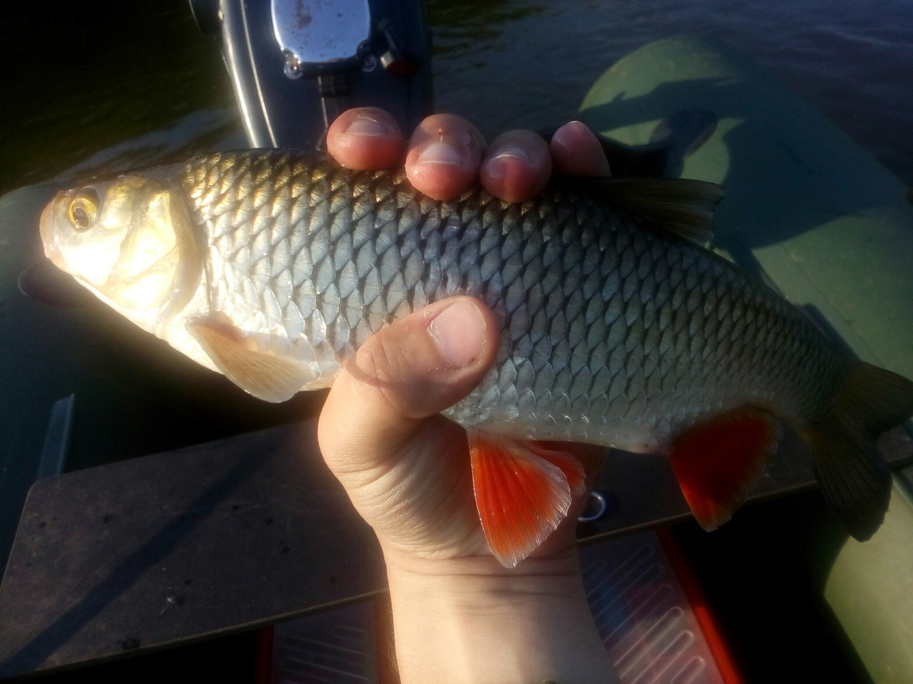 Трофейные выходные: где в Кировской области поймать 7-килограммовую щуку? Еженедельный отчёт с кировских водоёмов