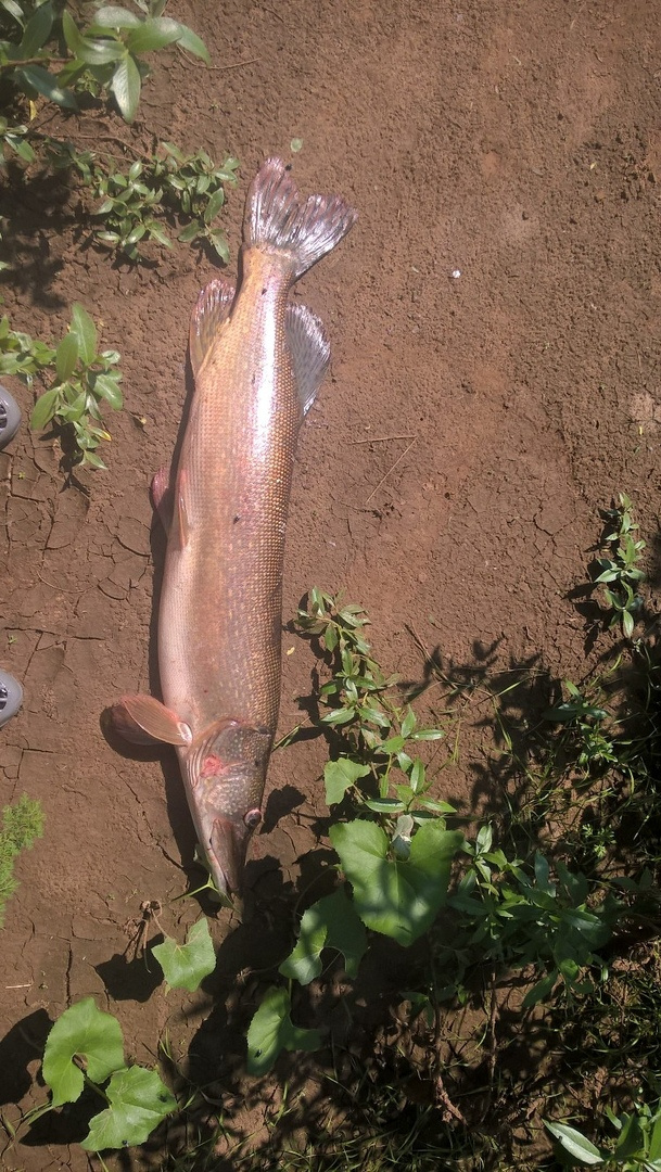 Трофейные выходные: где в Кировской области поймать 7-килограммовую щуку? Еженедельный отчёт с кировских водоёмов
