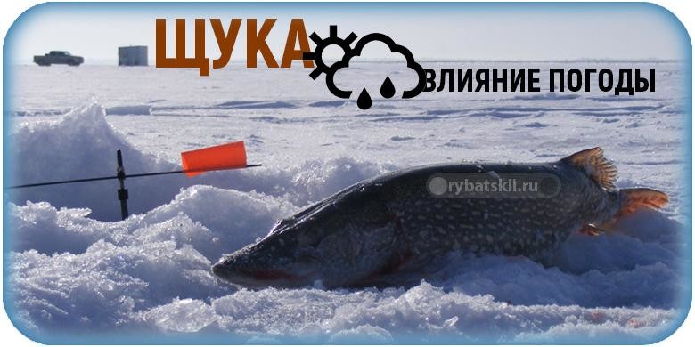 В какую погоду лучше клюёт щука зимой и при каком давлении