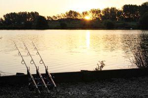 погода сазан, ловля сазана на реке, большой сазан, сазан летом, сазан рыба
