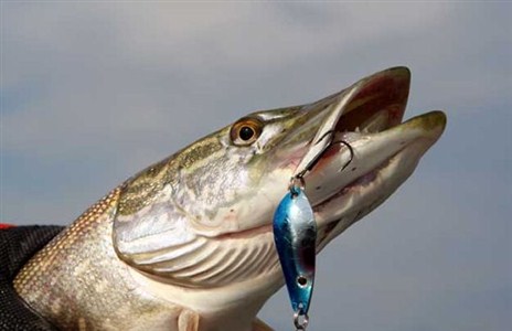 Влияние погоды на щуку и в какую погоду лучше клёв