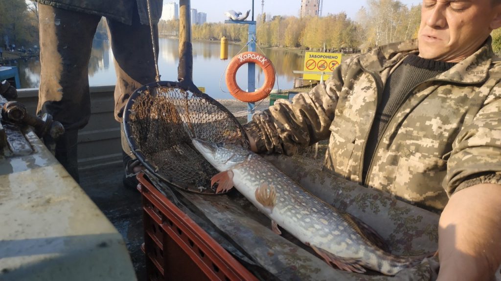 Норма вылова щуки на озере &laquo;Королек&raquo; – 1,5 кг на половину светового дня и 3 кг – на целый
