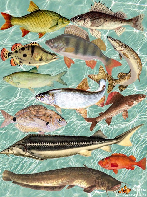 Атмосферное давление для рыбалки: влияние изменений погоды на клев