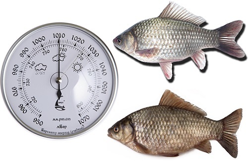 Атмосферное давление для рыбалки: влияние изменений погоды на клев