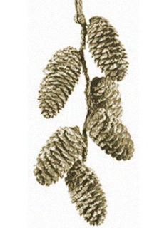 примета шишки хвойных деревьев раскрываются к чему