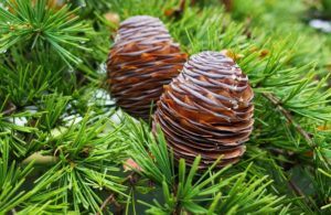 примета шишки хвойных деревьев раскрываются к чему