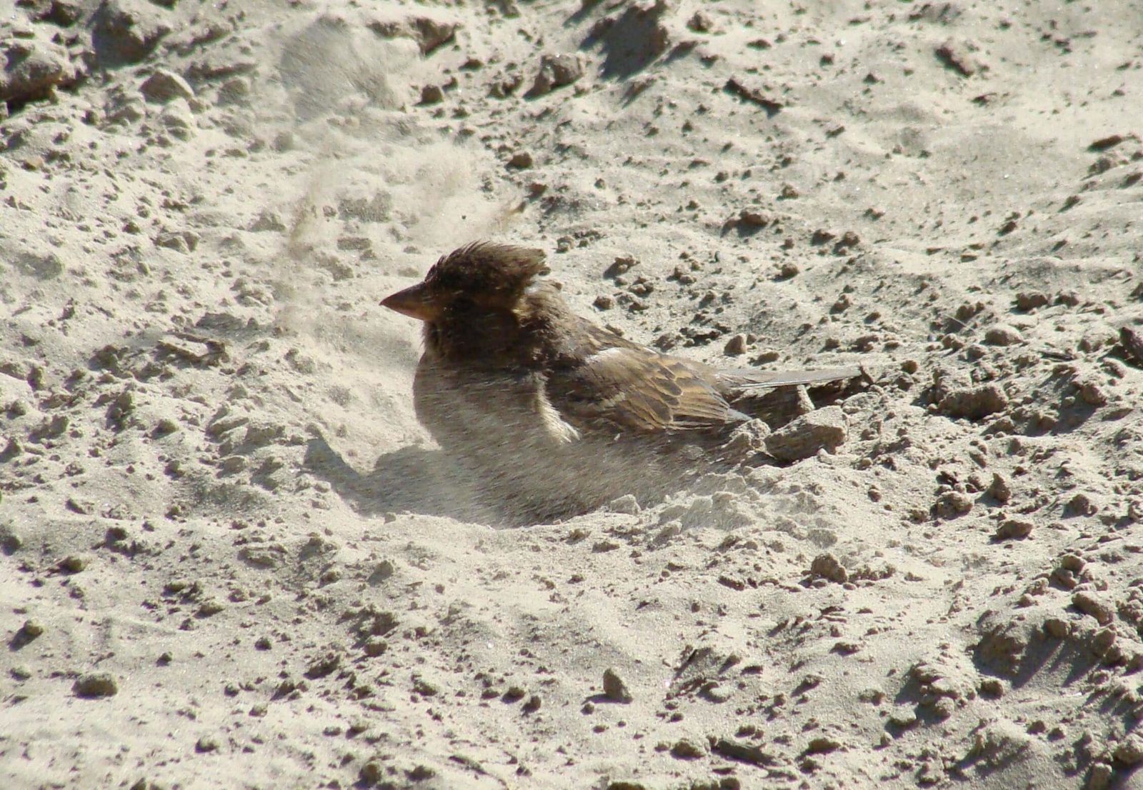 Воробьи купаются в пыли