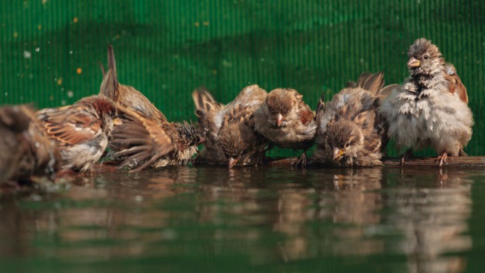Воробьи купаются в луже