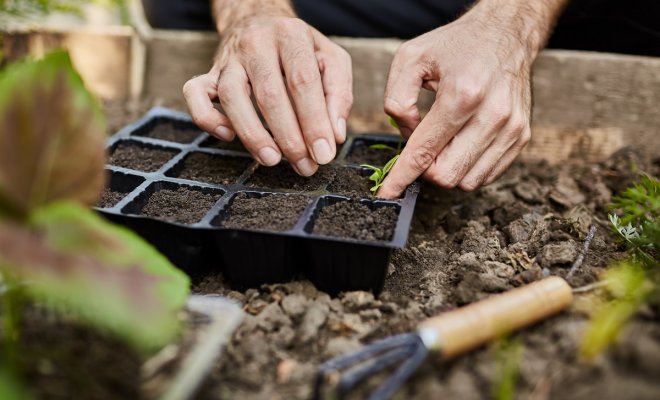 : Что и как сеять в огороде