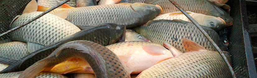 Прогноз и график клёва карпа