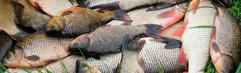 Прогноз клева рыбы и график клева по месяцам