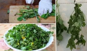 Как и когда собирать чистотел. Используемые части растения. Как собирают и сушат чистотел