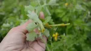 Как и когда собирать чистотел. Используемые части растения. Как собирают и сушат чистотел