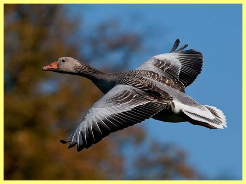 Как охотиться на гуся