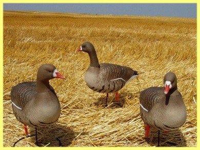 Чучела гусей для охоты