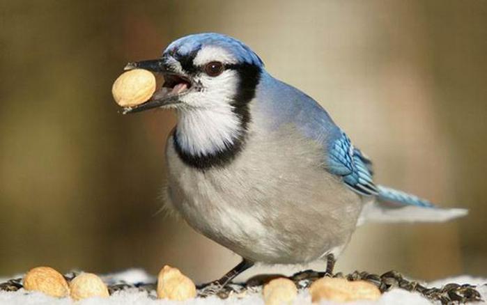 Какая будет зима? Народные приметы о погоде зимой