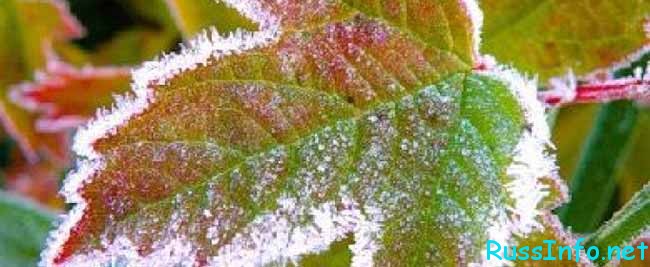 погода в России и Москве в ноябре 2020 г. 