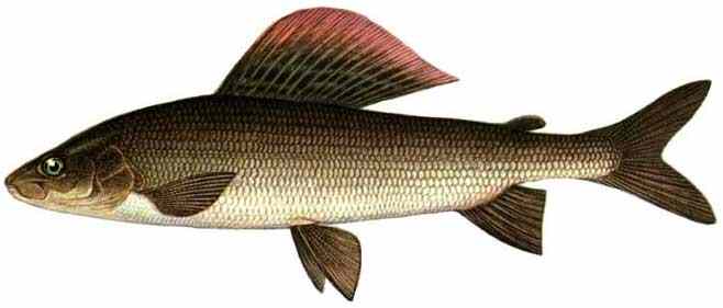 Рыба &laquo;Хариус&raquo;