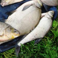 Когда клюет лещ