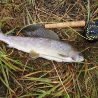 Когда лучше всего клюет хариус