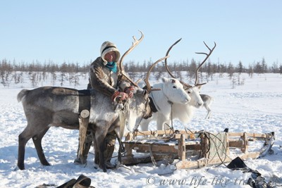 Запряженная оленья упряжка
