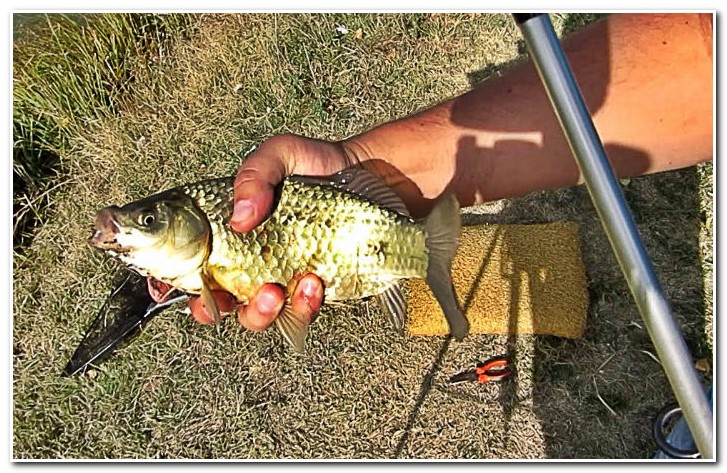 карась на донку