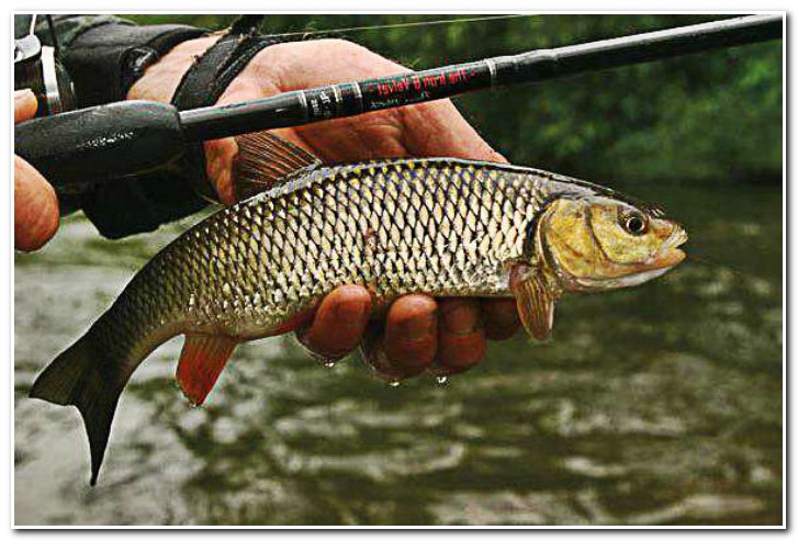 голавль на спиннинг