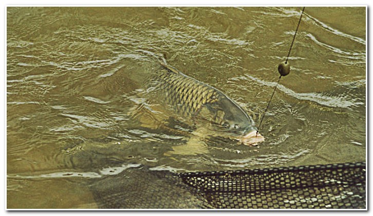 карп на донку