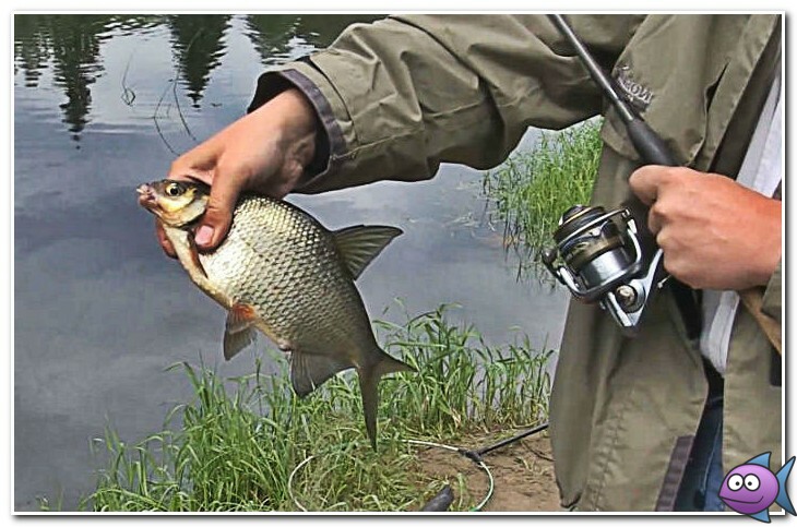 лещ на донку