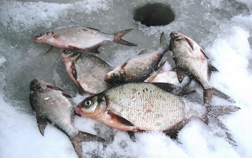 Зимняя ловля леща